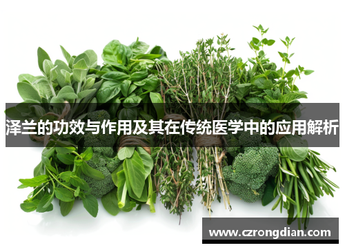 泽兰的功效与作用及其在传统医学中的应用解析 泽兰的功效与作用及其在传统医学中的应用解析