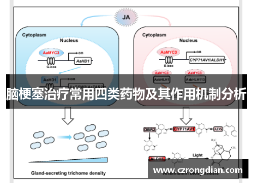脑梗塞治疗常用四类药物及其作用机制分析